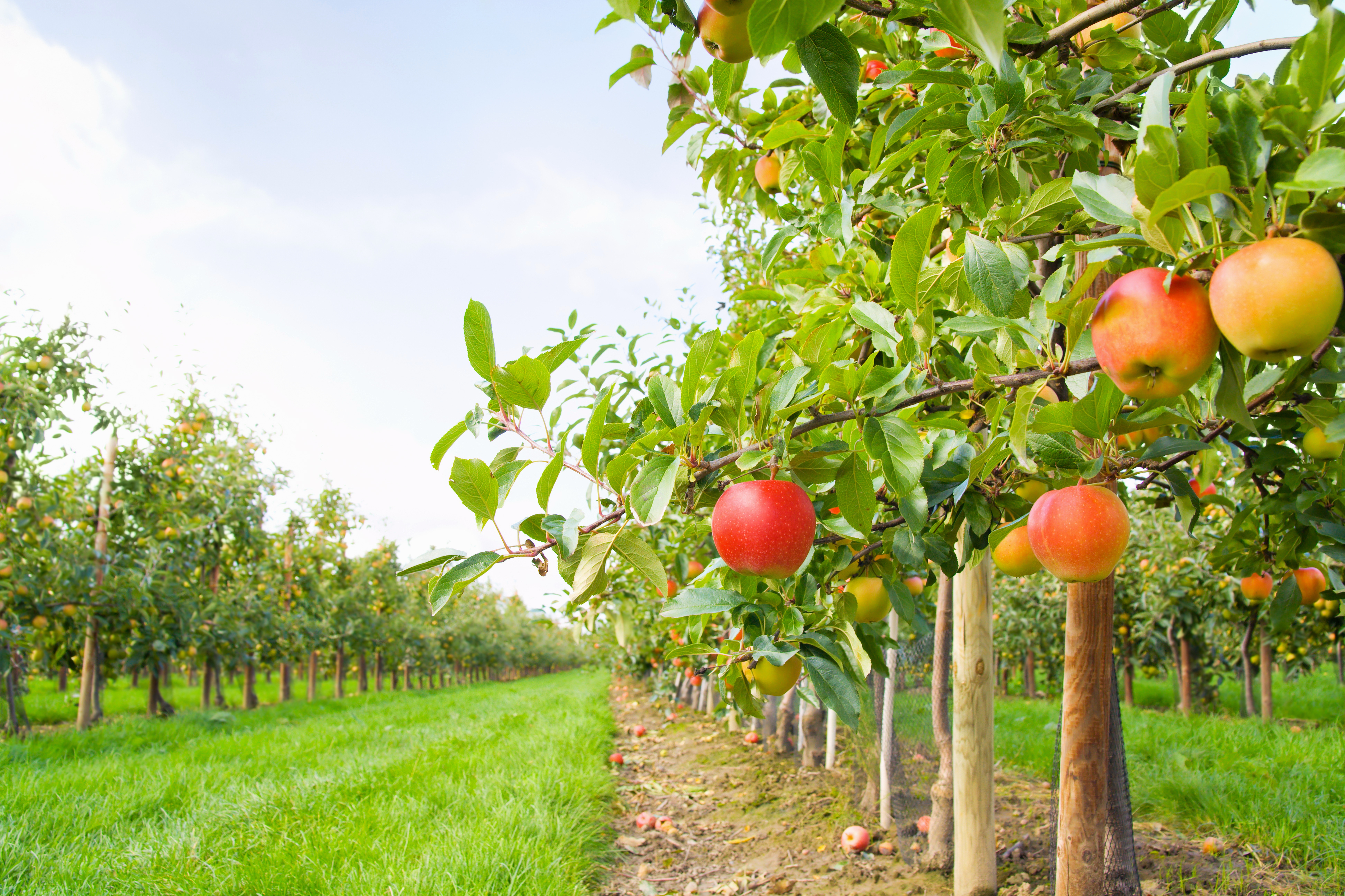 Плодовое хозяйство. Яблоневый сад Юрьев-польский. Яблочные сады Нормандии. Суперинтенсивный Яблоневый сад. Яблоневые сады суперинтенсивного типа.